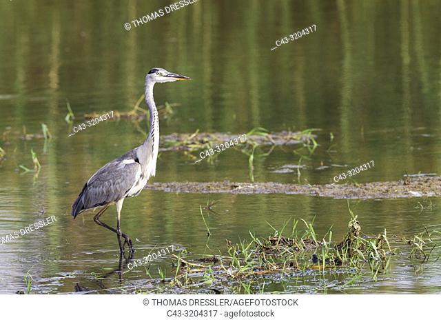 Grey Heron (Ardea cinerea). Hunting in a lagoon. Ebro Delta Nature Reserve, Tarragona province, Catalonia, Spain