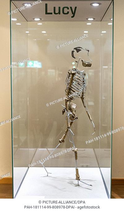 14 November 2018, Hessen, Frankfurt/Main: A replica of the skeleton ""Lucy"" can be found in a showcase in the Senckenberg Museum