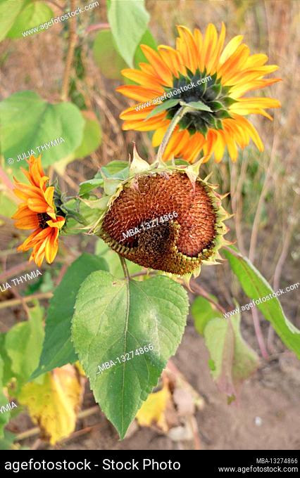 Ripe sunflower (Helianthus annuus) in the garden