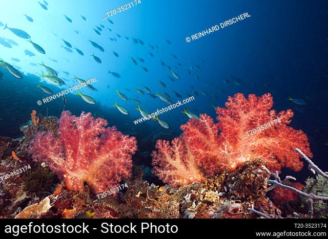 Soft Corals in Coral Reef, Dendronephthya, Kimbe Bay, New Britain, Papua New Guinea