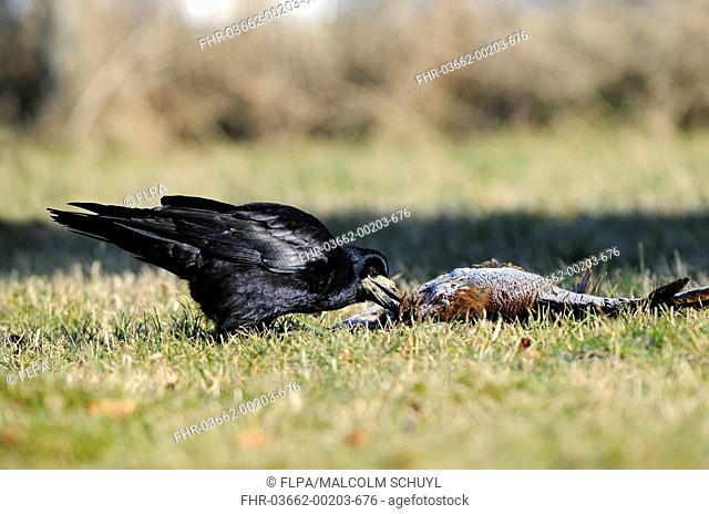 Rook Corvus frugilegus adult, feeding on dead Common Pheasant Phasianus colchicus, Oxfordshire, England, march