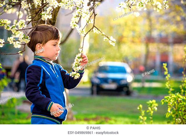 adorable kid boy portrait in blooming cherry garden, walking outdoor