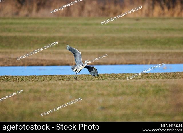 gray heron (ardea cinerea), land, bavaria, germany