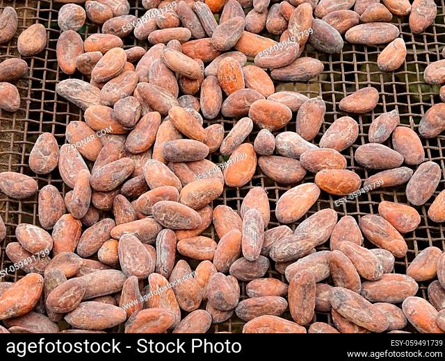 Drying of cocoa beans, Sao Tome and Principe, Africa