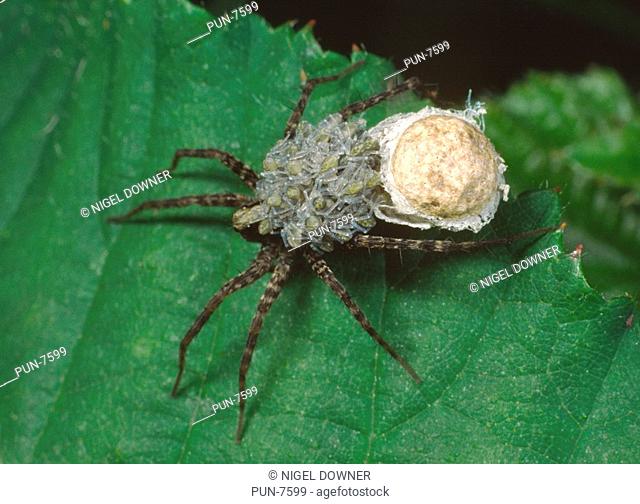 Close-up of a female wolf spider Pardosa amentata with its spiderlings massed on its back having emerged from the egg-sac This spider continues to carry the...