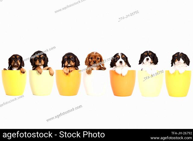 Cavalier King Charles Spaniel Puppies in a pot