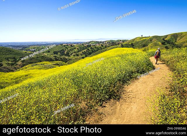 Woman hiking through wild mustard (Channel Islands visible), Harmon Canyon Preserve, Ventura, California USA