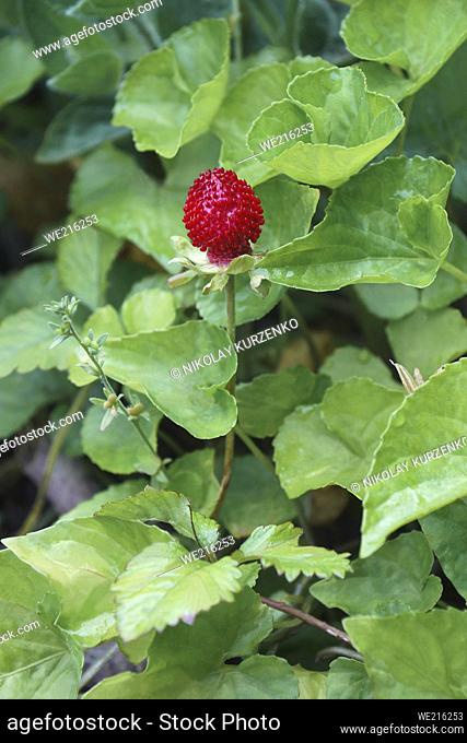 Mock strawberry (Potentilla indica). Called Indian strawberry and False strawberry also. Another botanical name is Duchesnea indica
