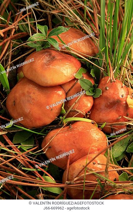Mushroom (Cortinarius semisanguineus). Monte Pina. Castellón province, Spain