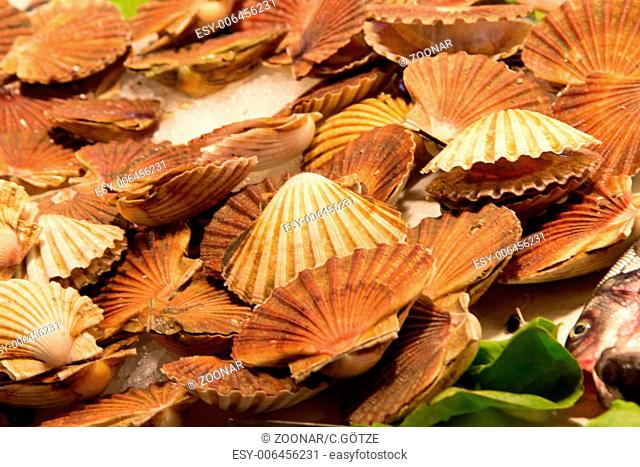 fresh sea shells