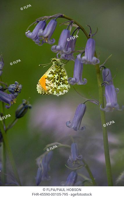 Orange-tip Butterfly Anthocharis cardamines adult male, resting on Bluebell Endymion non-scriptus flower in woodland, Peak District, Derbyshire, England, april