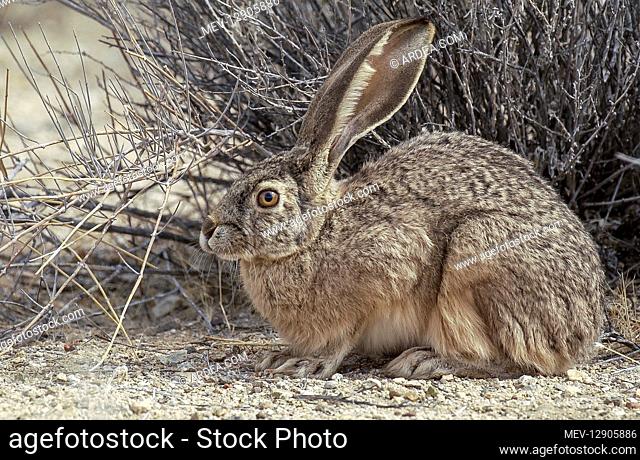 Black-tailed Jack Rabbit under bush - Black-tailed Jack Rabbit hiding under bush - California
