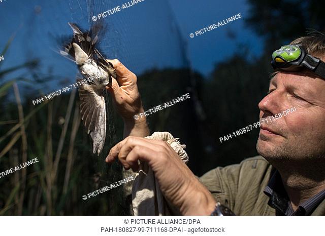 26 August 2018, Germany, Mennewitz: The ornithologist Ingolf Todte frees a swallow from its Japanese net that he put up in the reed at the edge of a lake