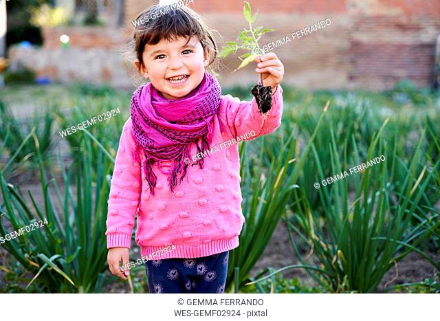 Portrait of happy toddler girl with small tomato plant in the garden