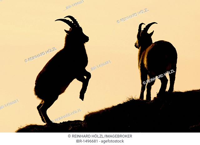 Alpine ibexes (Capra ibex), silhouette, Mondscheinspitze Mountain, Karwendel Mountains, Tyrol, Austria, Europe