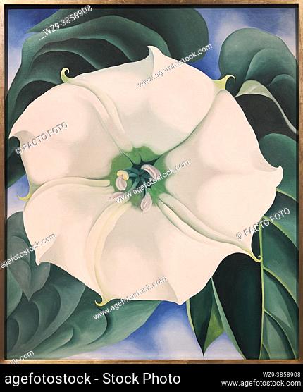 Georgia O'Keeffe. Jimson Weed/White Flower No. 1, 1932. Oil on canvas. 121. 9 × 101. 6 cm