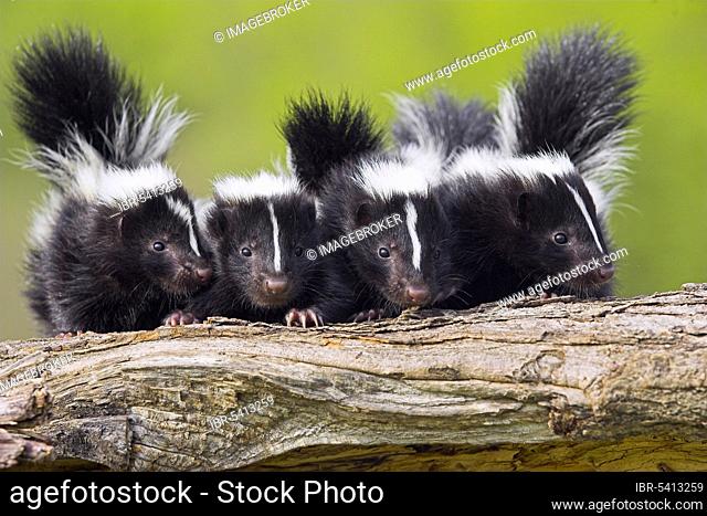 Young Striped Skunks (Mephitis mephitis)
