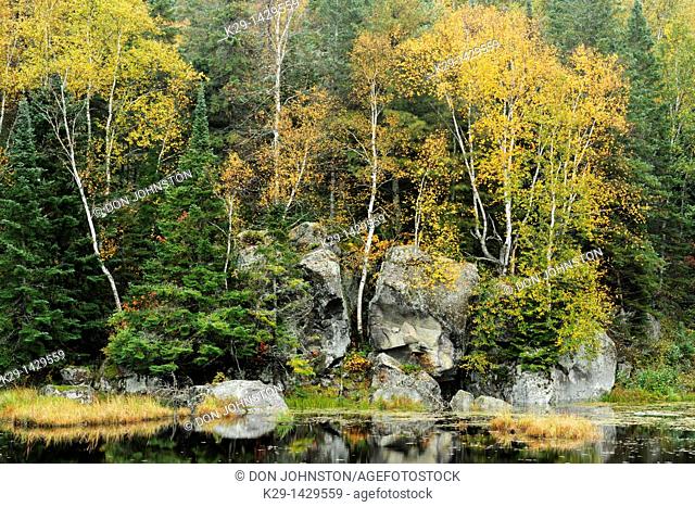 Birch trees and rock outcrops near Opeongo Lake Algonquin Provincial Park, Ontario