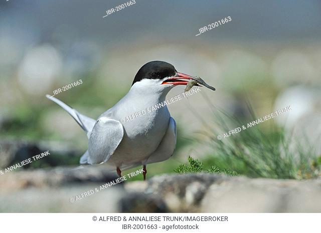 Arctic tern (Sterna paradisea), North Sea, Europe