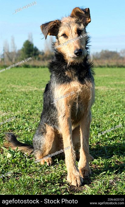 portrait of a mix airedale terrier in the nature