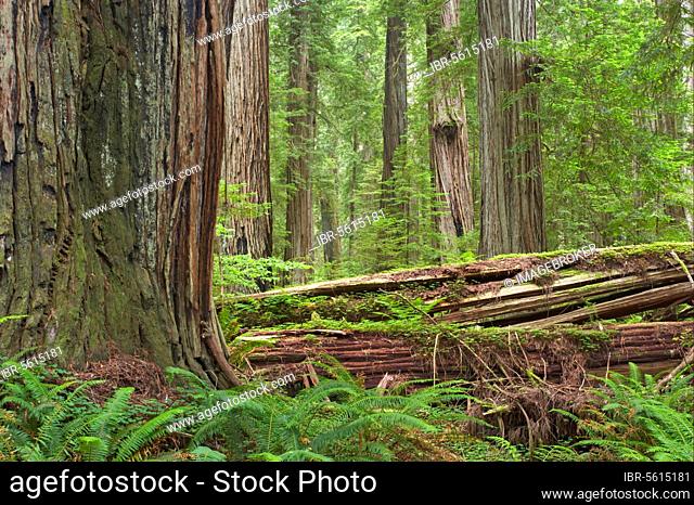 Coastal redwood (Sequoia sempervirens), Coastal redwood, Cypress family, Coastal redwood trunks, in forest habitat with rotting logs, Stout Grove, Redwood N