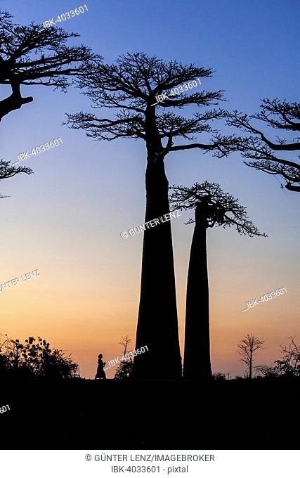 Woman walking on the Avenue of the Baobabs, African baobab (Adansonia digitata), at sunset, Morondava, Madagascar