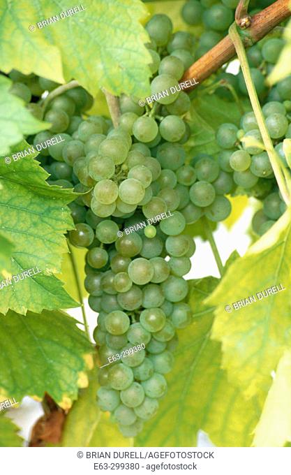 Grapes on vine (Vitis vinifera). Seyval Blanc variety. Waupoos. Ontario, Canada