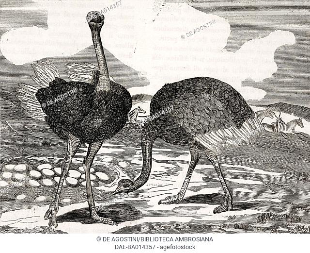 Ostrich, African bird, engraving from L'album, giornale letterario e di belle arti, Saturday, November 22, 1834, Year 1