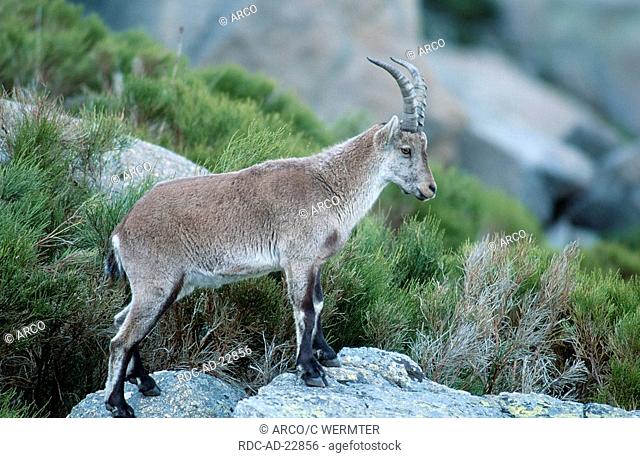 Spanish Ibex female Sierra de Gredos Spain Capra pyrenaica victoriae side