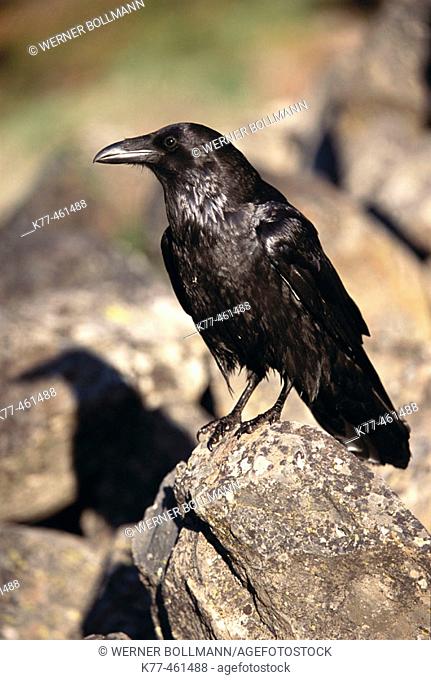 Common Raven (Corvus corax), Yellowstone National Park, Wyoming, USA