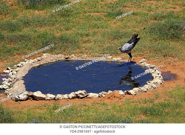 Secretarybird (Sagitarius serpentarius), in the waterhole, Kieliekrankie Wilderness Camp, Kgalagadi Transfrontier Park, Kalahari desert, South Africa