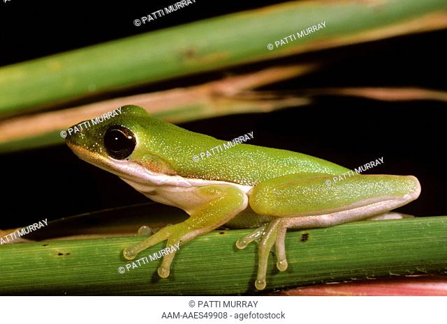 Green Treefrog (Hyla cineraea) Myakka River State Park, Florida