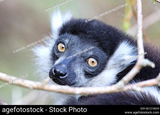 Endemic Black-and-white ruffed lemur (Varecia variegata subcincta)