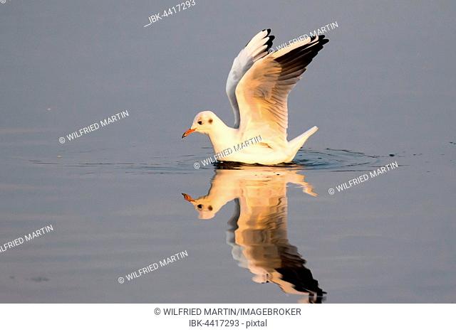 Black-headed gull (Larus ridibundus) in water with outspread wings, Schleswig-Holstein, Germany
