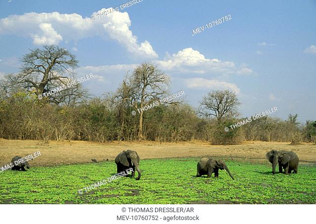 African Elephant - Small breeding herd at a waterhole which is covered with green Pistia stratiodes. (Loxodonta africana)