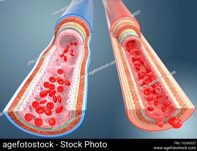 Vein and artery, illuatration
