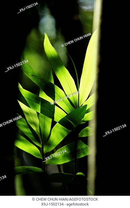 bamboo leave, asian