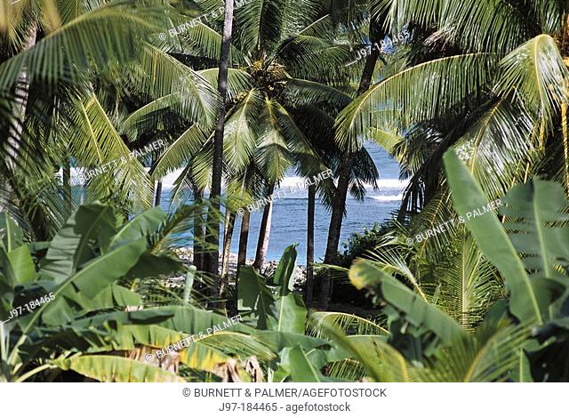 Palms. Dominica (UK). West Indies