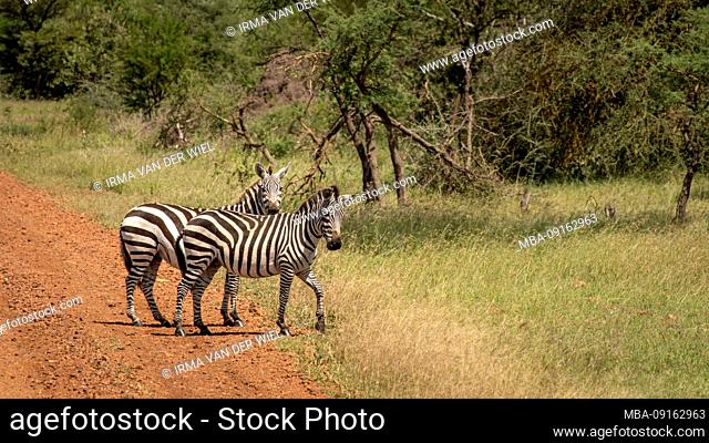 Tanzania, Northern Tanzania, Serengeti National Park, Ngorongoro Crater, Tarangire, Arusha and Lake Manyara, Zebras