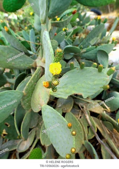 Cyprus Prickly Pear Cactus in Flower