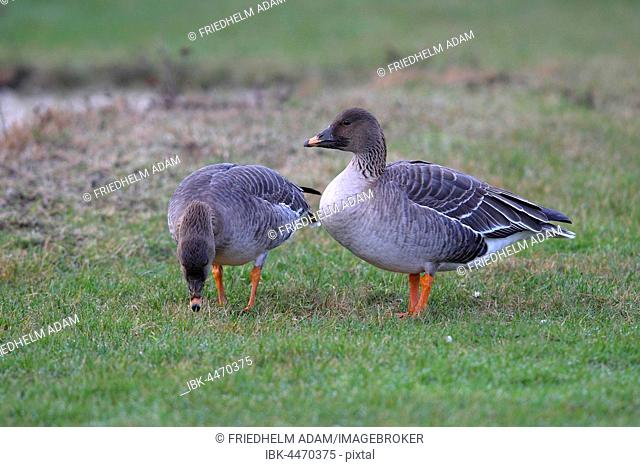 Bean Geese (Anser fabalis), couple foraging in a meadow, Helgoland, North Sea, Germany