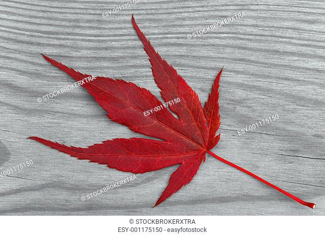 Maple leaf on grey wood