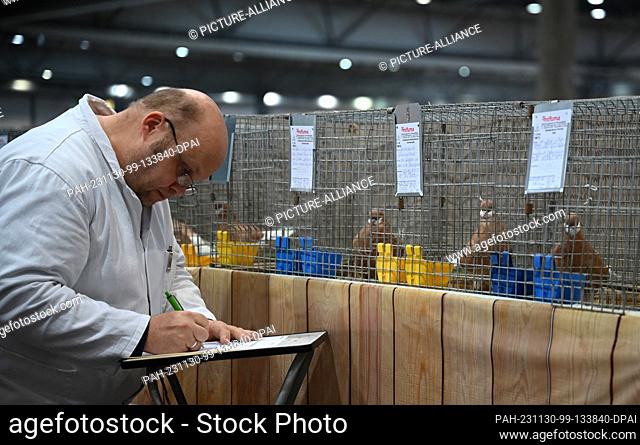 30 November 2023, Saxony, Leipzig: A judge evaluates the pedigree pigeons in the cage. From December 1 to 3, 2023, the 127th Lipsia Federal Show and the 27th...