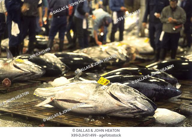 Japan, Tokyo, Tsukiji Market, Tuna Fish