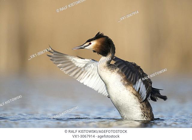 Great Crested Grebe (Podiceps cristatus), adult, rearing high up out of the water beating with its wings, wildlife, Germany, Europe