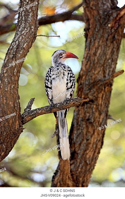 Red-Billed Hornbill, (Tockus erythrorhynchus), adult on tree, Kruger Nationalpark, South Africa, Africa