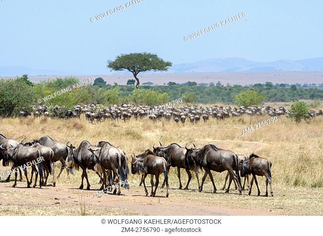 Wildebeests, also called gnus or wildebai, migrating through the grasslands towards the Mara River in the Masai Mara National Reserve in Kenya
