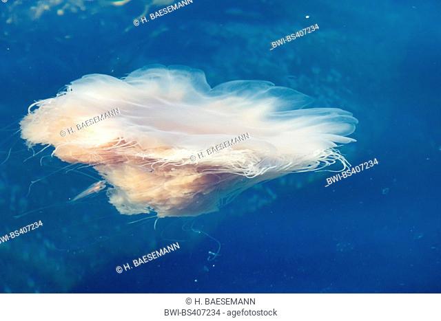 lions mane, giant jellyfish, hairy stinger, sea blubber, sea nettle, pink jellyfish (Cyanea capillata), Hair Jellyfish with fishes, Norway, Troms