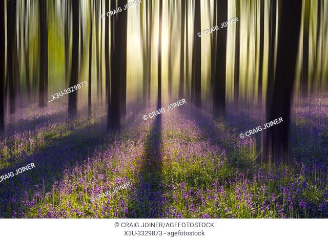 Dreamy bluebell woodland sunrise in spring