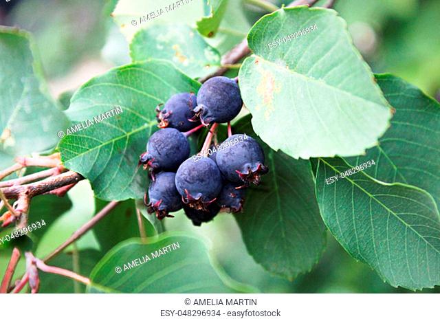 A cluster of ripe saskatoon berries hanging in summer